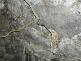 improperly spliced Romex wiring